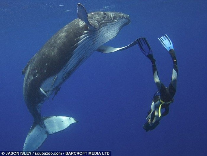 Поздоровался с китом (4 фото)