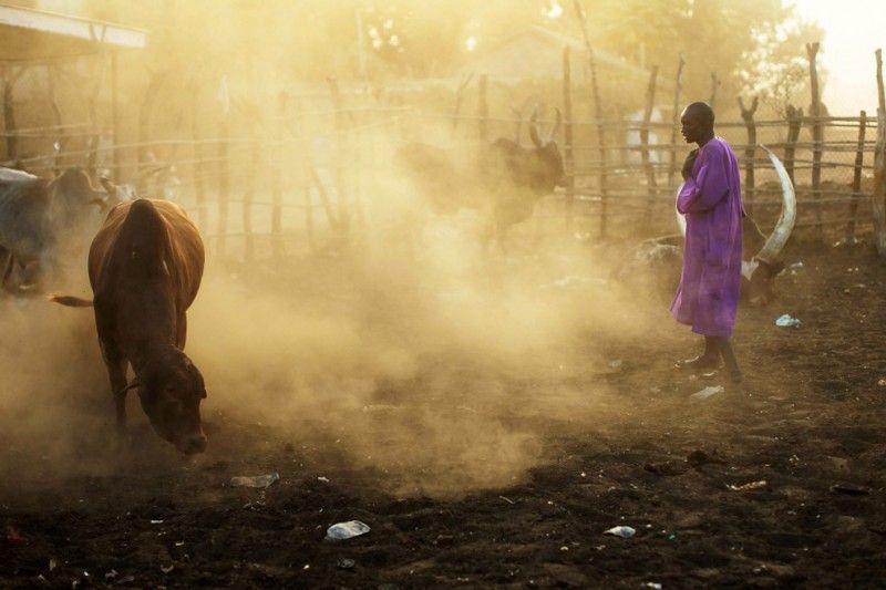 7. Джуба, столица Южного Судана, 12 января. Мужчина, который собирается купить животное на рынке, стоит в загоне с крупным рогатым скотом. Южный Судан является одним из самых бедных регионов во всем мире, после недавно проведенного референдума о независимости, он, вероятнее всего, освободится от влияния Хартума – северной столицы.