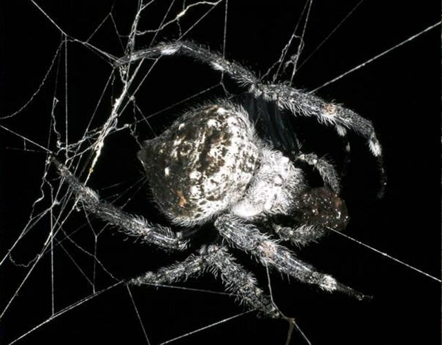 Мадагаскарский паук Caerostris darwini (10 фото + 1 видео)