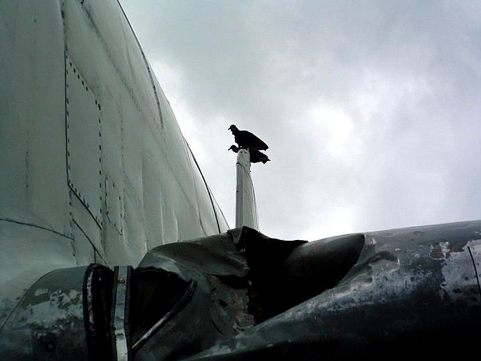 Птица против самолёта 2 (12 фото). Летять утки