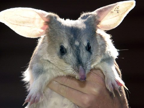 Австралийский кролик (12 фото)