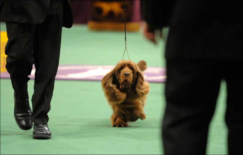 Конкурс собак Westminster Kennel Club Dog Show (43 фото)