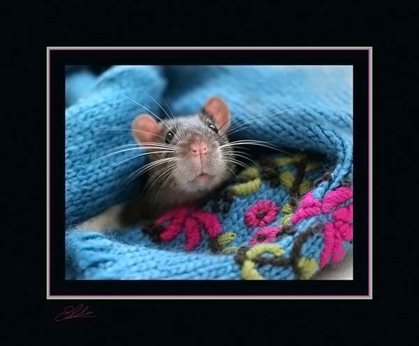 Крысиные портреты (71 фото)