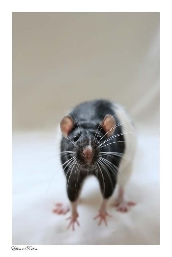 Крысиные портреты (71 фото)