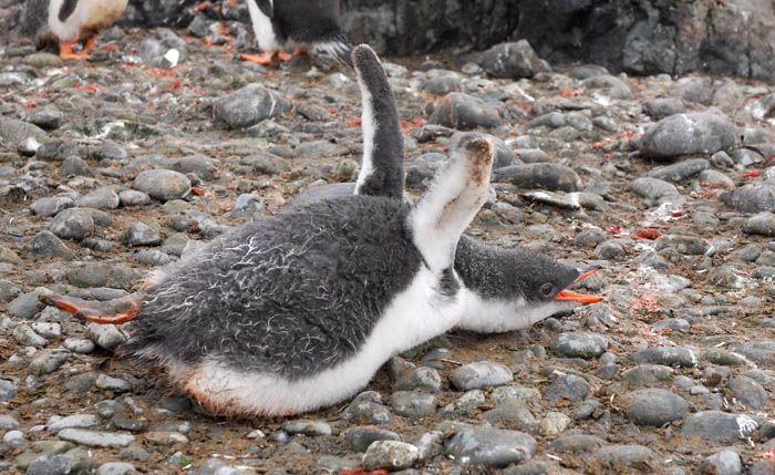 Жизнь пингвинов на самом деле (20 фото)