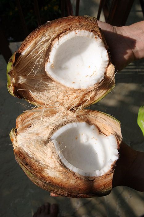 Гоа: время собирать кокосы (15 фото)