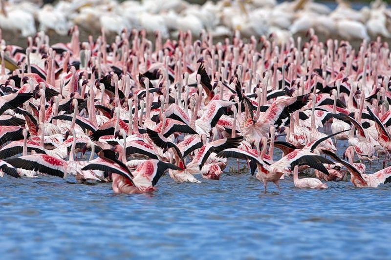 Розовое покрывало из фламинго (6 фото)