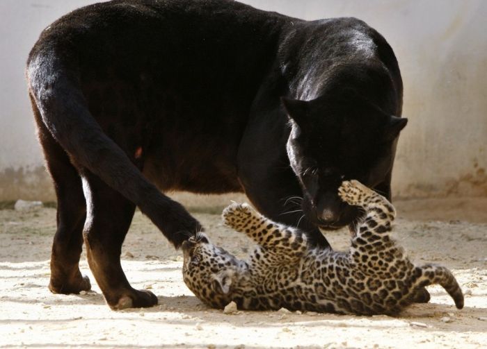 Маленький ягуар играет со своей мамой (7 фото)