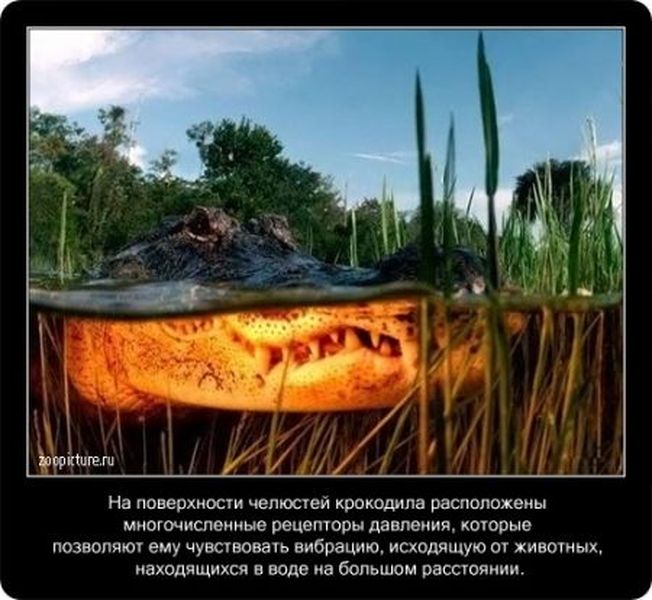 Факты про крокодилов в картинках  (24 фото)