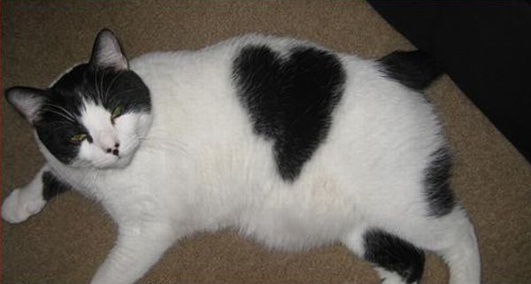 Коты с сердечками (20 фото)