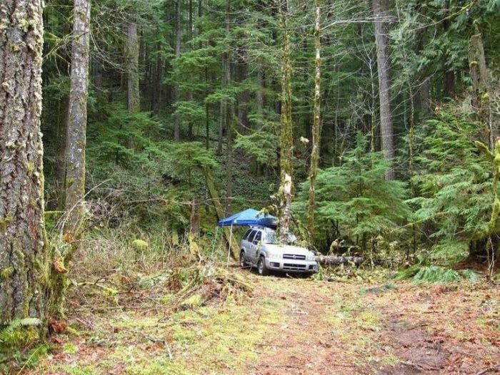 Травмоопасный отдых на автомобиле в лесу (5 фото)