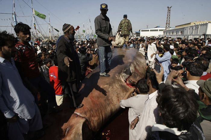 Мертвую китовую акулу, найденную у побережья Пакистана, продали за $19 тыс. (8 фото)