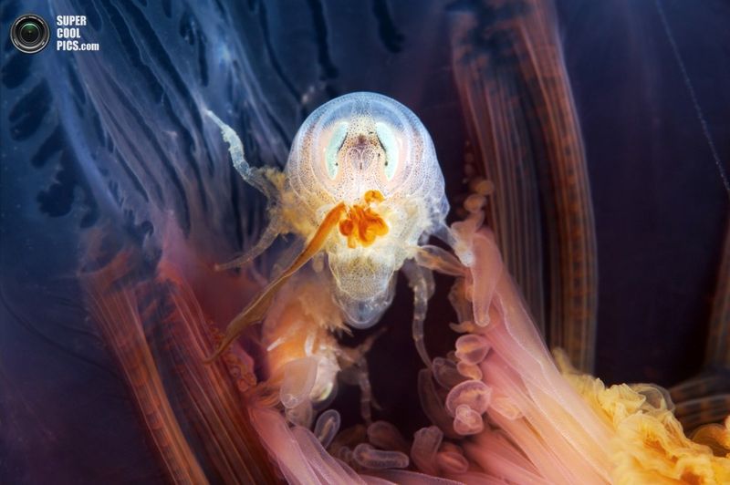 подводный мир, белое море, моллюск, осьминог, цианея