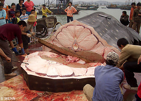 Самый большой в мире обед - китовая акула (2 фото)