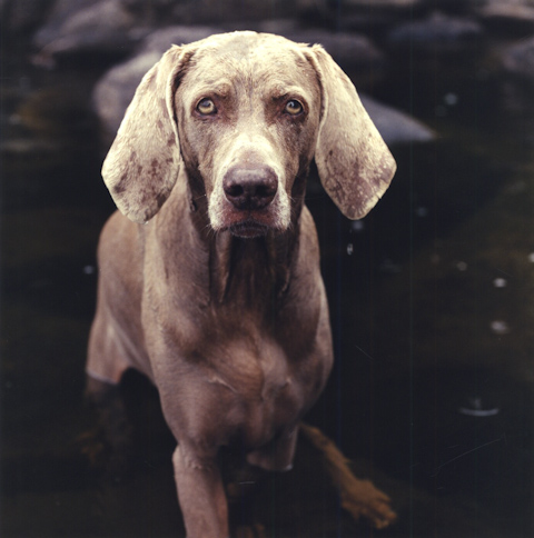 Фотографии собак от William Wegman (72 фото)