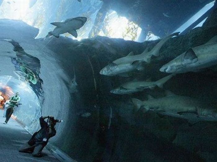 Лопнул самый большой в мире аквариум с акулами! (15 фото+видео)