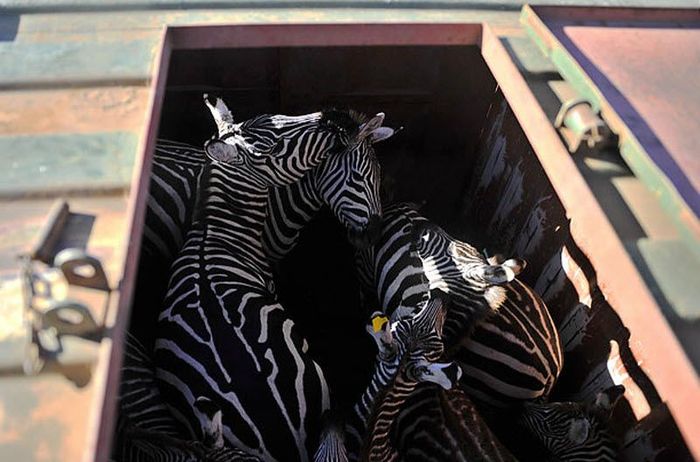  Перевозка зебр (9 фото)