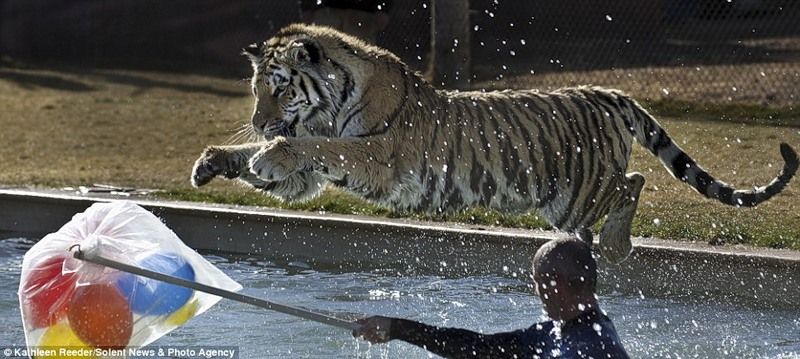 Развлечение тигров в бассейне (6 фото + видео)