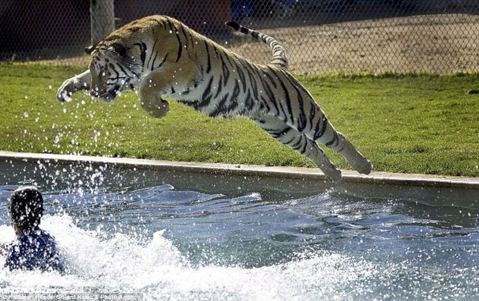 Развлечение тигров в бассейне (6 фото + видео)