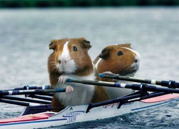 Олимпийские игры морских свинок (9 фото)