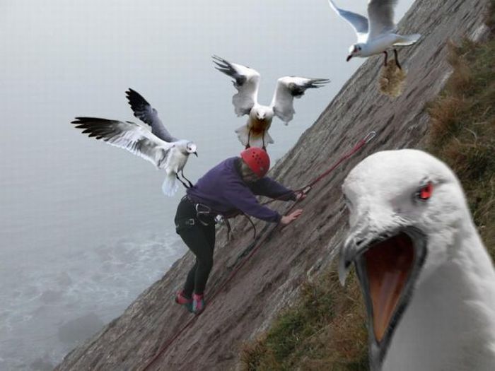 Нападение птиц! (47 фото+видео)