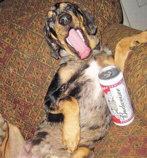Собаки с пивом (20 фото)
