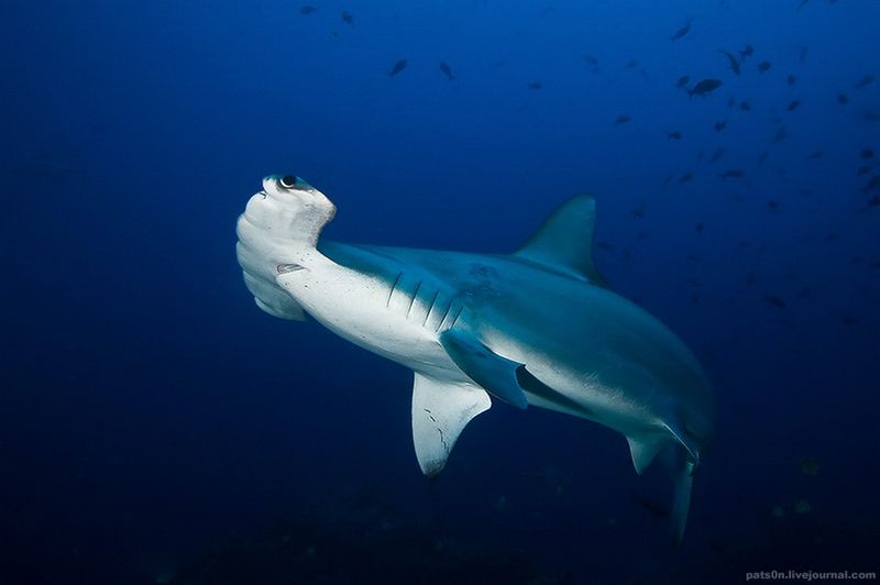 Рыба-молот или молотоголовая акула, Тихий океан, Западное побережье Коста-Рики
