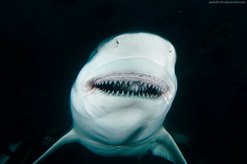Улыбка бычьей акулы, Тихий океан, Фирджи
