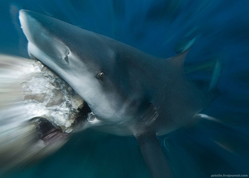 Бычья акула, видимо, перепутала камень с добычей, Тихий океан, Фирджи