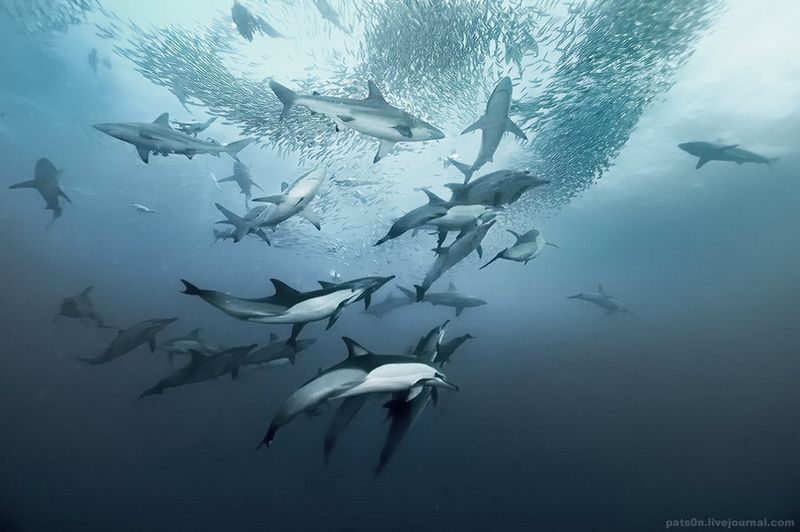Совместная охота дельфинов, акул и олуш на скумбрию, Индийски океан, Дикий Берег, Южная Африка