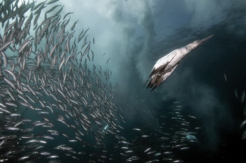 Птица олуша и скумбрия, Индийский океан, Дикий Берег, Южная Африка