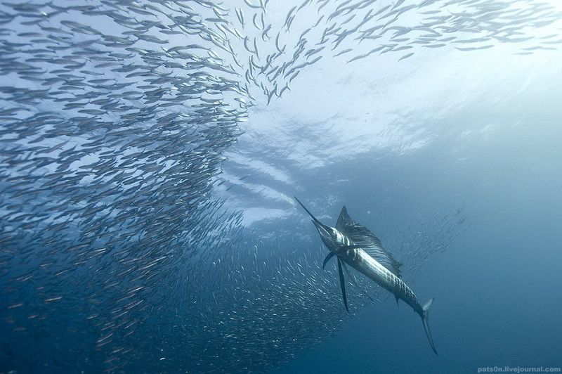 Рыба-парусник (одна из самых быстрых рыб, может развивать скорость 100 км/ч), Индийский океан, Дикий Берег, Южная Африка