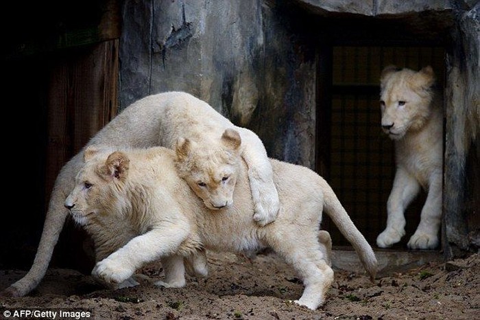 Семья львов - альбиносов (6 фото)
