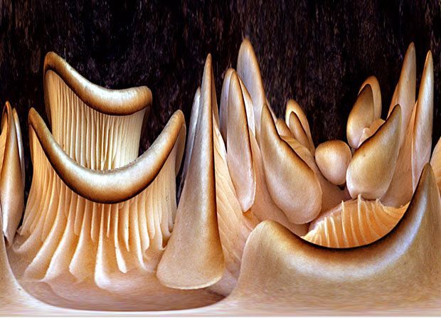 Фотографии грибов Уоррена Крупсова в форме замысловатых узоров (11 фото)