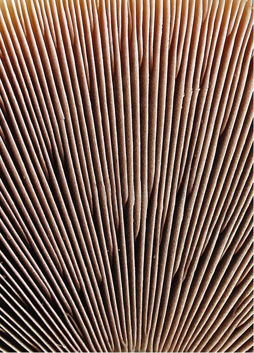 Фотографии грибов Уоррена Крупсова в форме замысловатых узоров (11 фото)