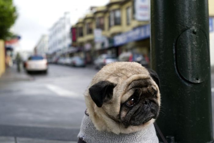 Самые грустные собачки (15 фото)