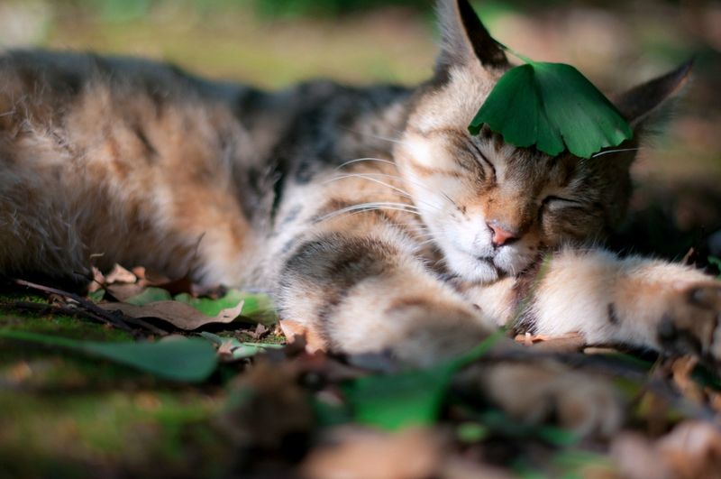 20 удивительных фотографий кошек (20 фото)