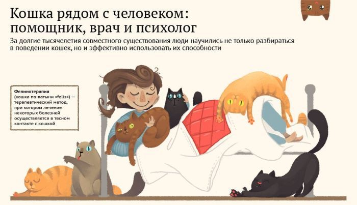 Роль котов и кошек в жизни людей (1 фото)