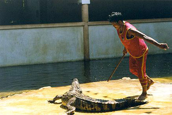 Укротители крокодилов (4 фото)