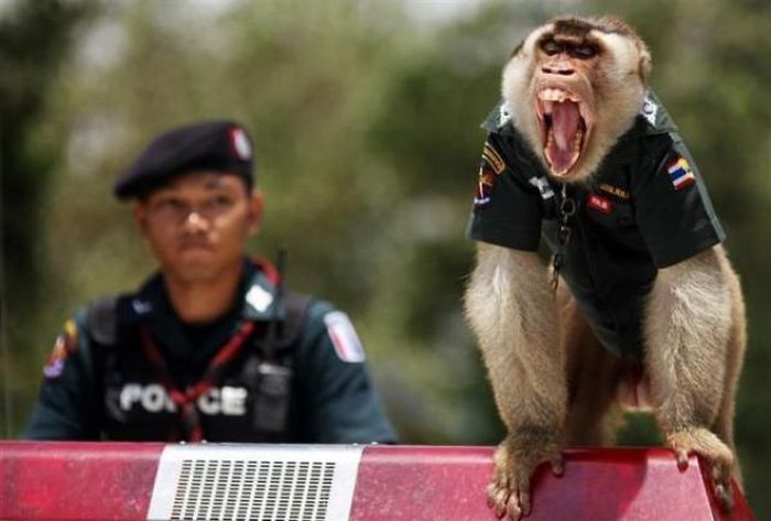 Полицейская обезьяна (9 фото)