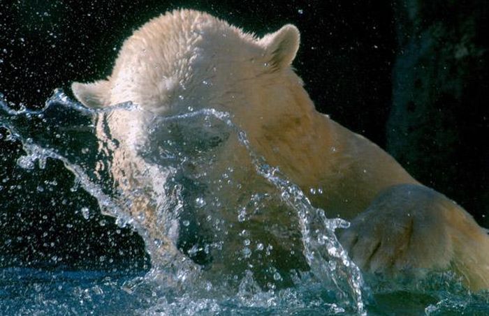 Белый медведь Уилли со своими игрушками (12 фото)