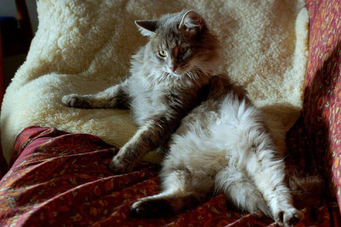Коты толстопузики (62 фото)