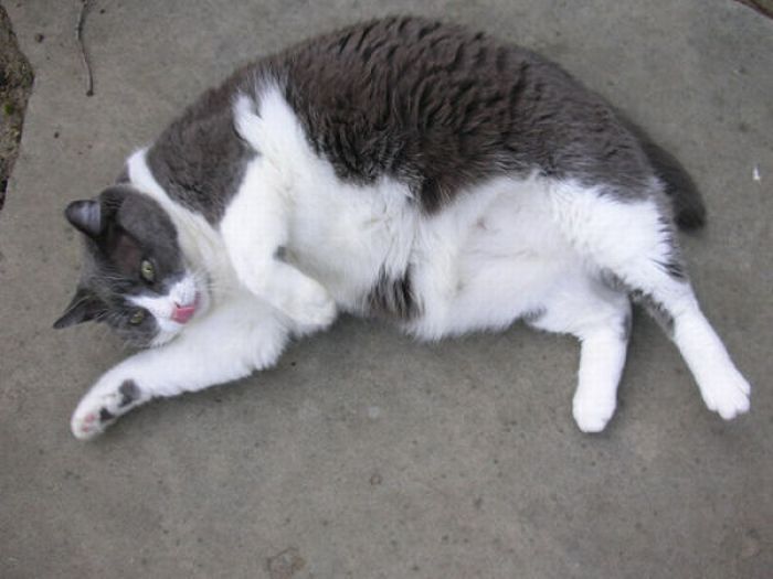 Коты толстопузики (62 фото)