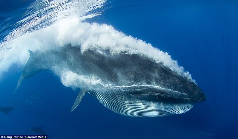 Обедающий кит едва не проглотил фотографа (8 фото)