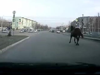 Конь на дороге