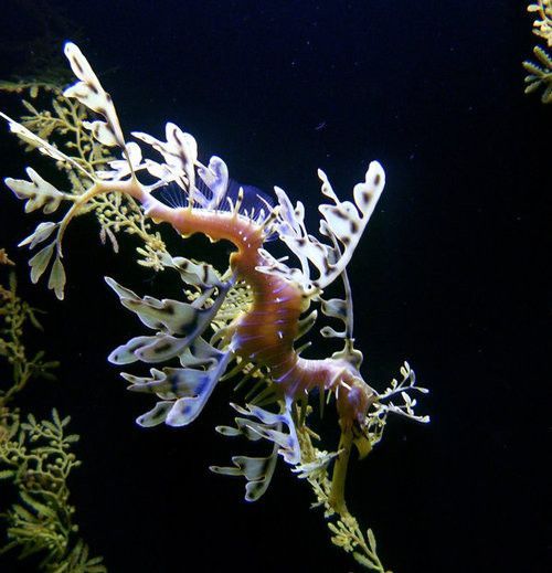 Подводная красота (40 фото)