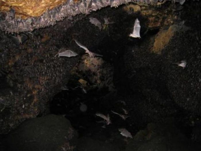 Пещера летучих мышей (12 фото)