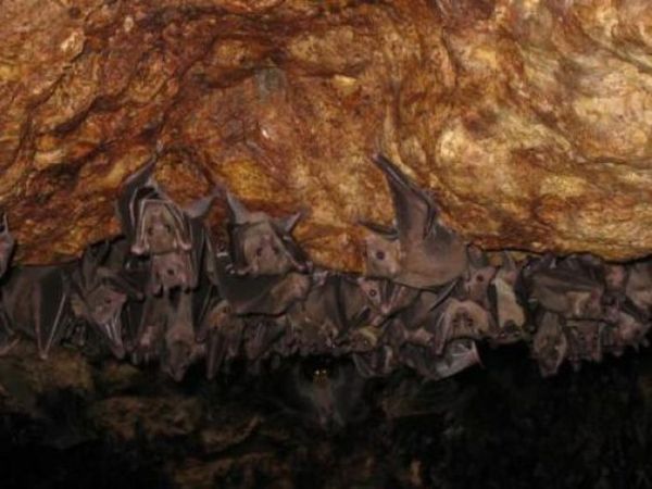 Пещера летучих мышей (12 фото)