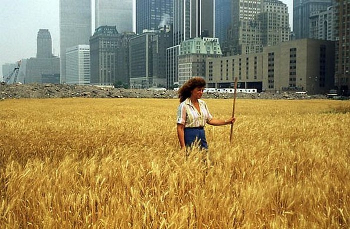 Пшеничное поле в Манхэттене (3 фото)