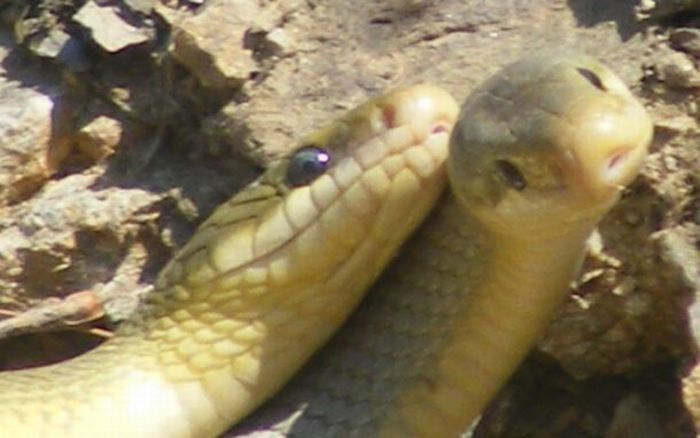 Как спариваются змеи ?  (26 фото)
